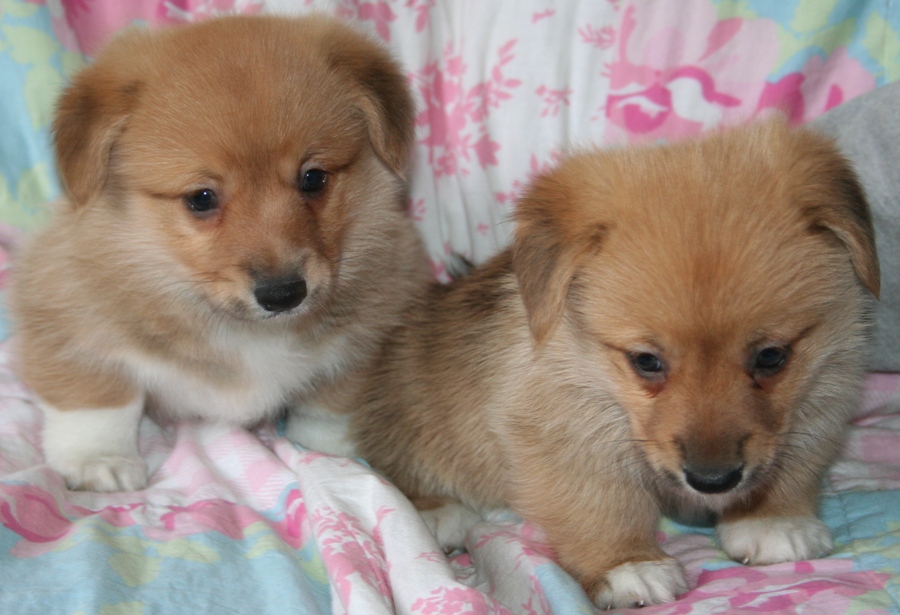 Puppies